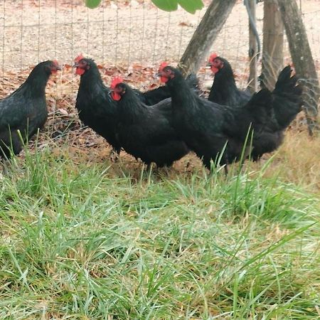 Gite "La Grange Aux Oiseaux" Domaine De Fonpeyroune Conne-de-Labarde Eksteriør billede